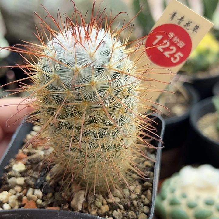 实生割刺丰明丸3.8cm