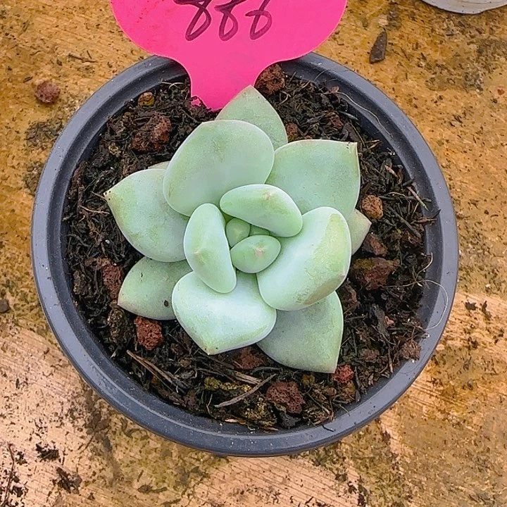 南*。白胖美人886多肉植物