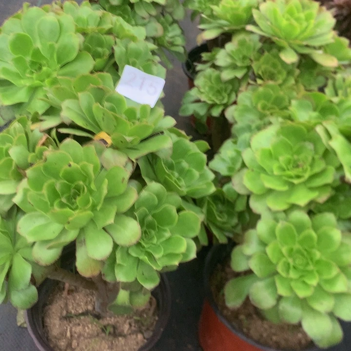 善***意215君美丽六个多肉植物