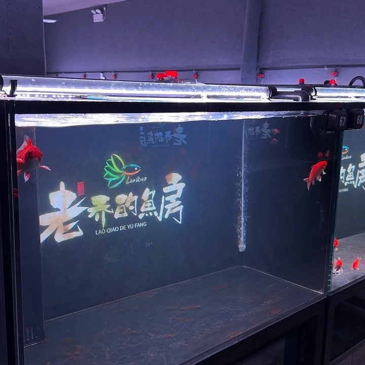 蝴蝶鲤67 号缸 两条 顺丰包邮