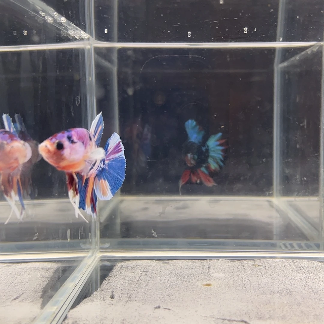 海水鱼可博100803