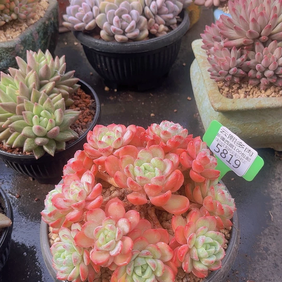 5819美人妆多肉植物