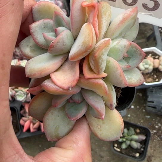 263泡芙多肉植物多