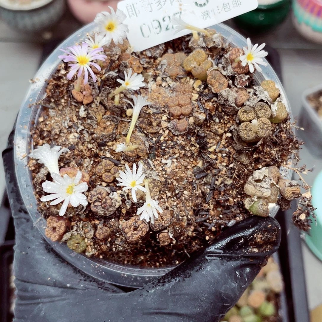 生石花满18包邮0927-38