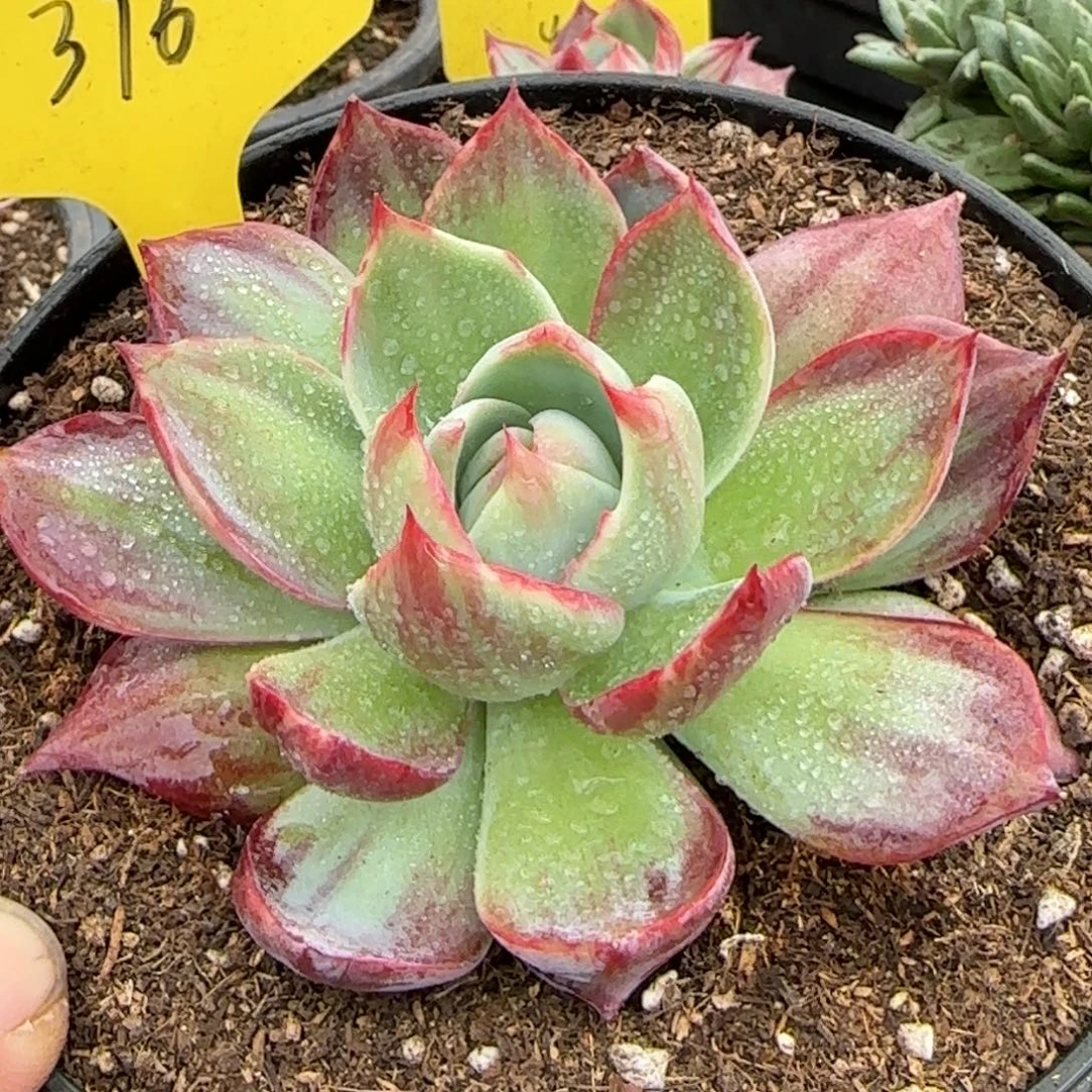 惊鸿一物一拍包装收缩花旱376