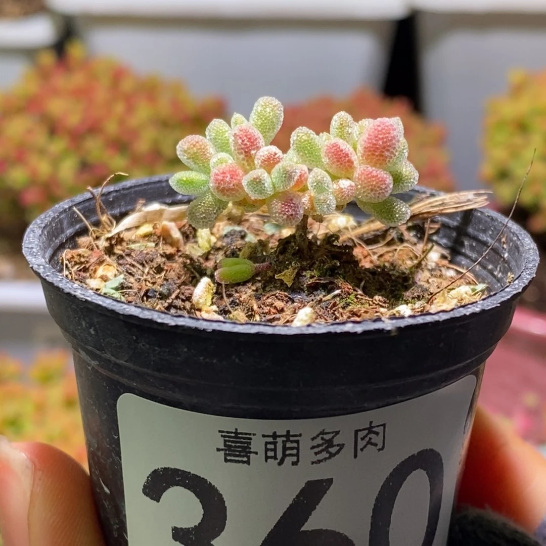 九*冰晶枝干番杏360