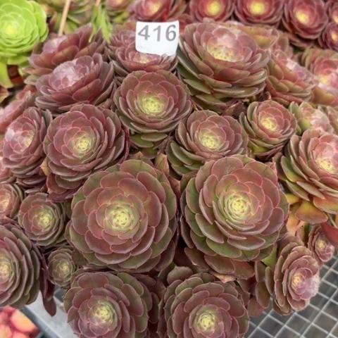 416沙拉碗朵朵35厘米左右多肉
