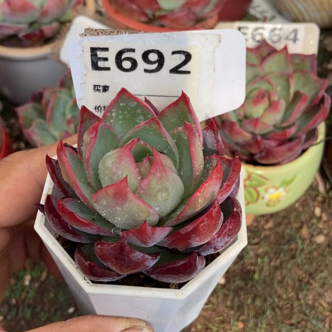 惊鸿一瞥692号楼的