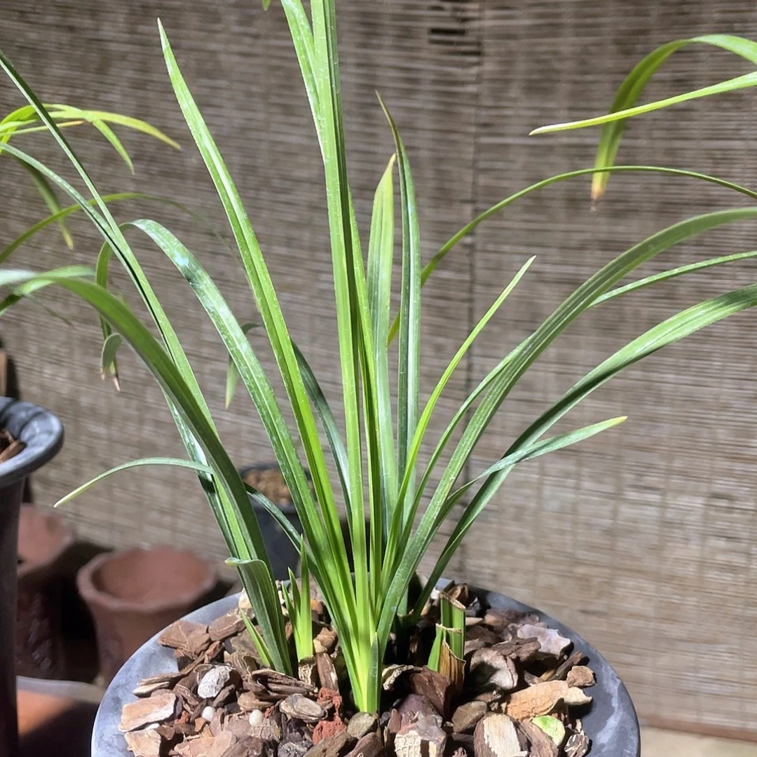 当前无花栽培后可以开花