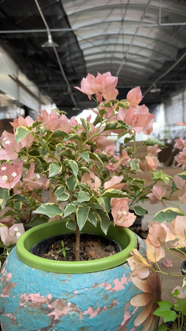 盲盒三角梅原生嫁接三角梅