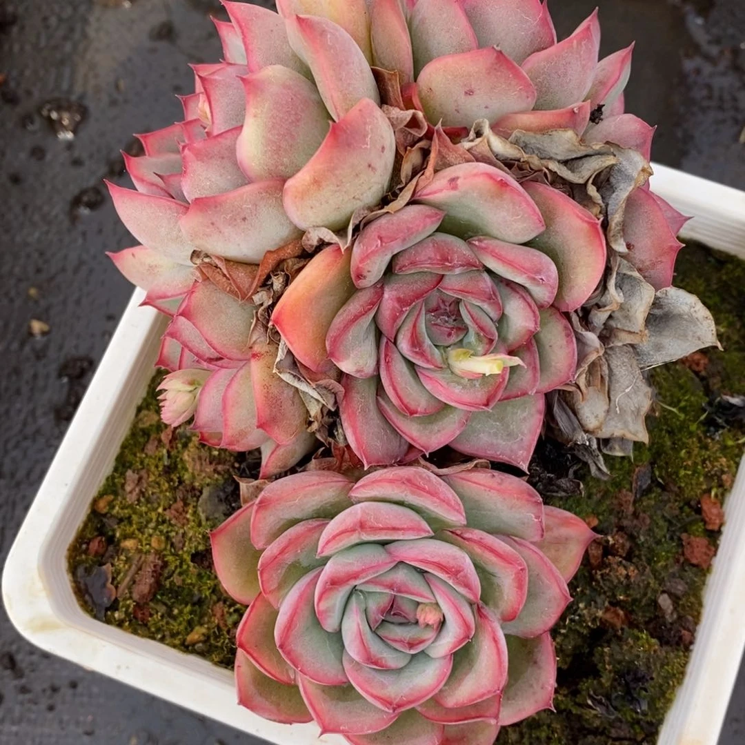 7608杂交多肉老桩