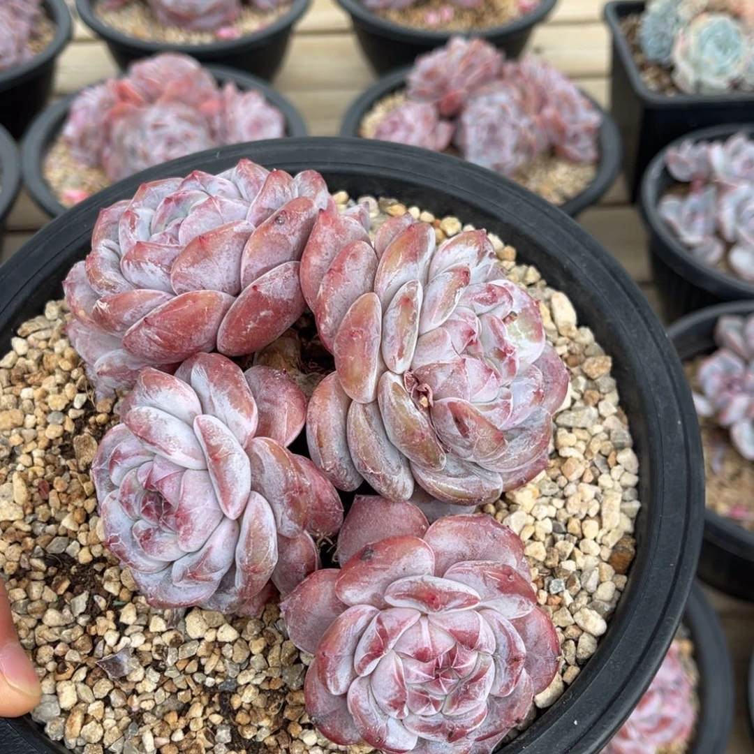 一物一拍不支持退换