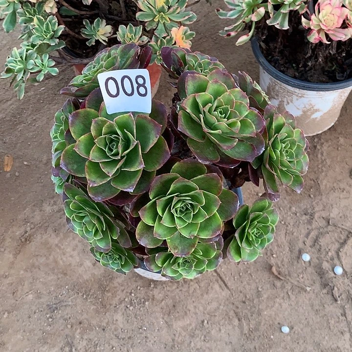 无花朵008魅金玫瑰南