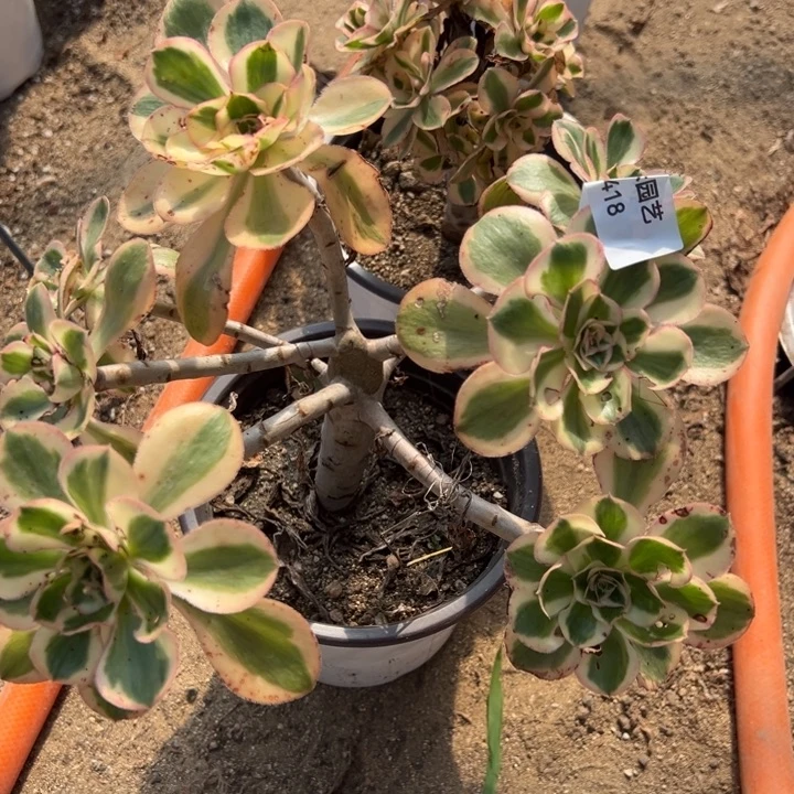 燕子锦丛林多肉植物418