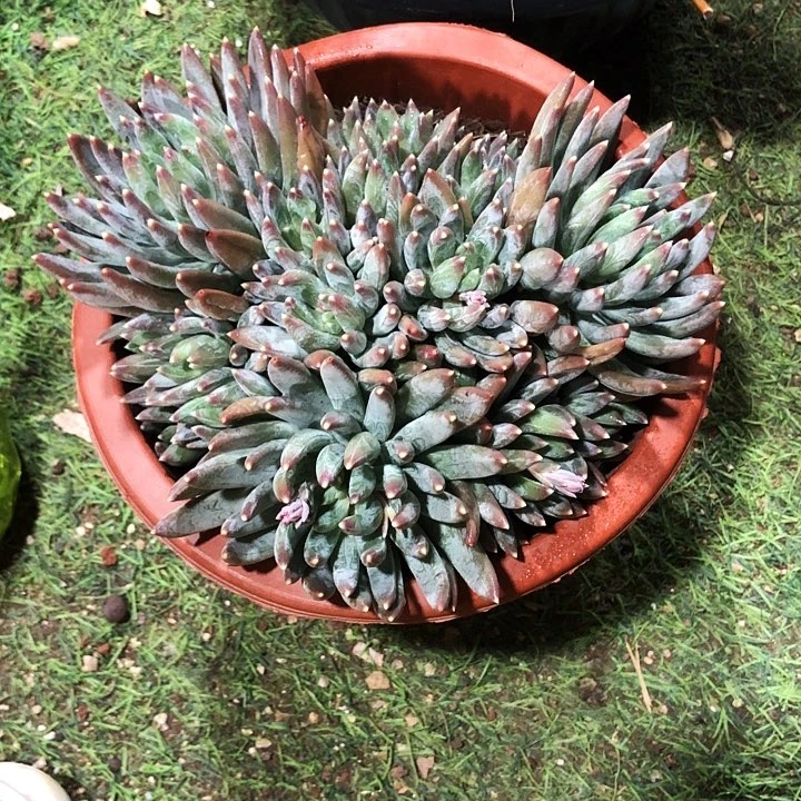 烟****姐魔幻森林多肉植物
