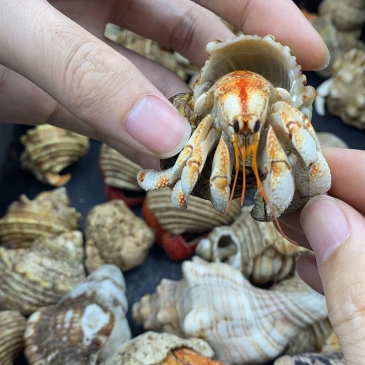 2.5口毛里求斯草莓