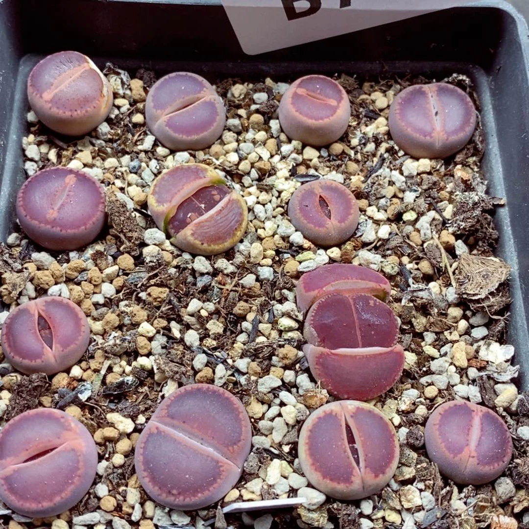 我是一只小小鸟地域鬼的700