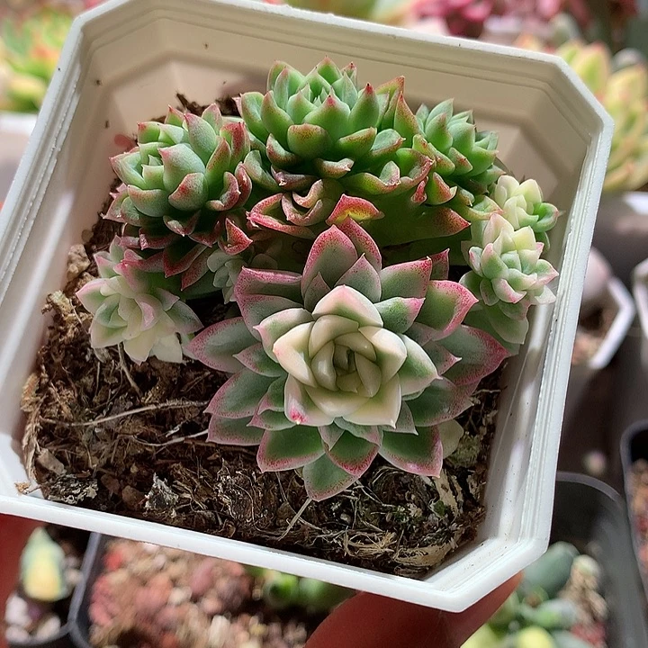 女王群锦锦锦锦锦
