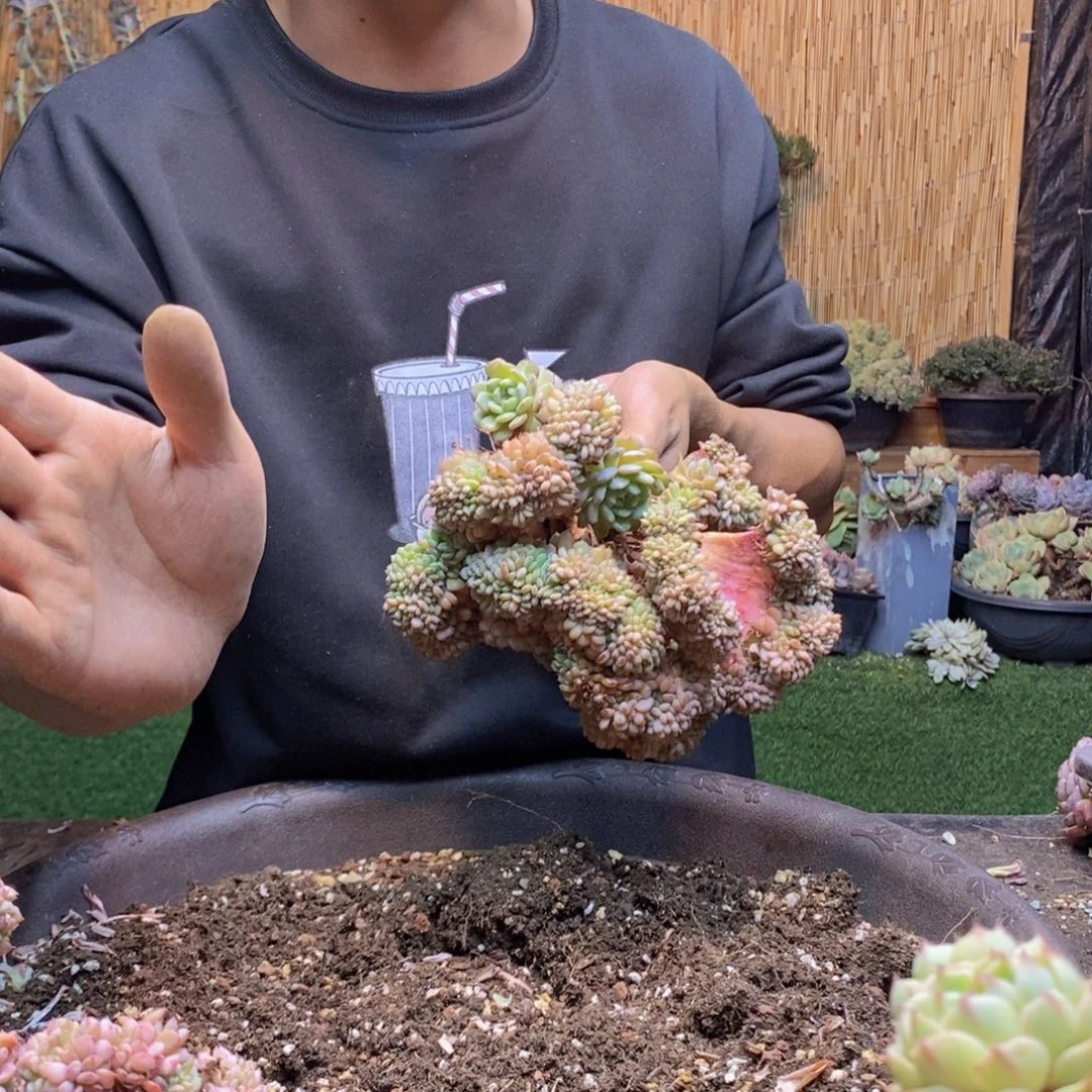 `**舞343 号白胖子多肉