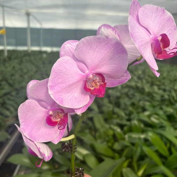 水蜜桃花苗2.8寸无剑精品蝴蝶兰大苗室内盆栽植物花卉易养护