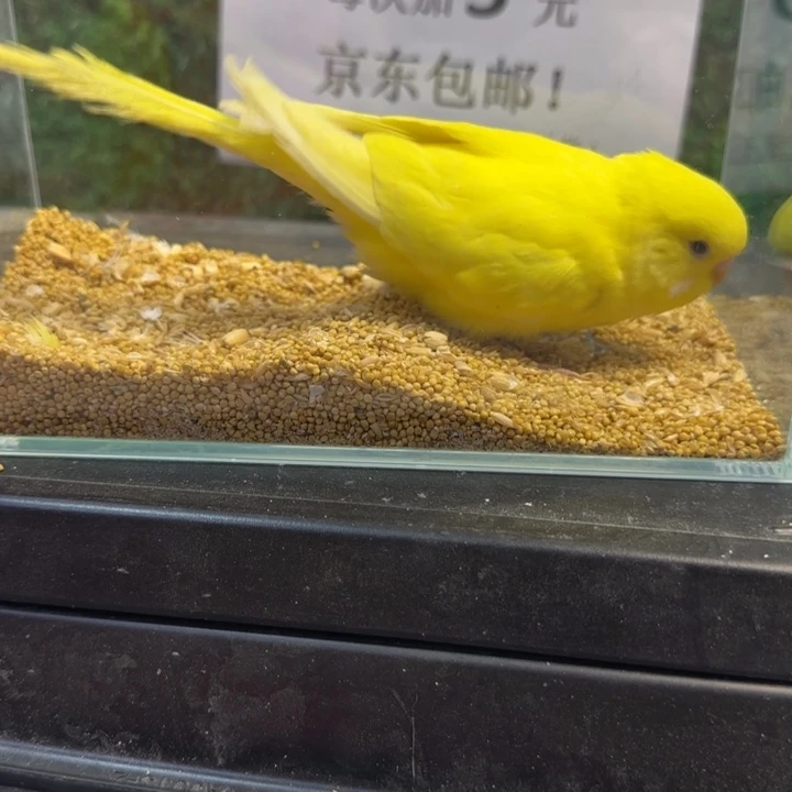 虎皮鹦鹉大头虎皮鹦鹉