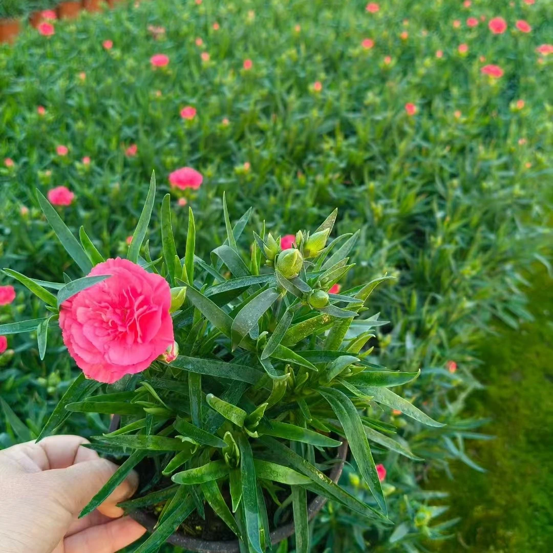 奥斯卡石竹盆栽带花苞四季开花室内阳台庭院耐寒好养绿植花卉