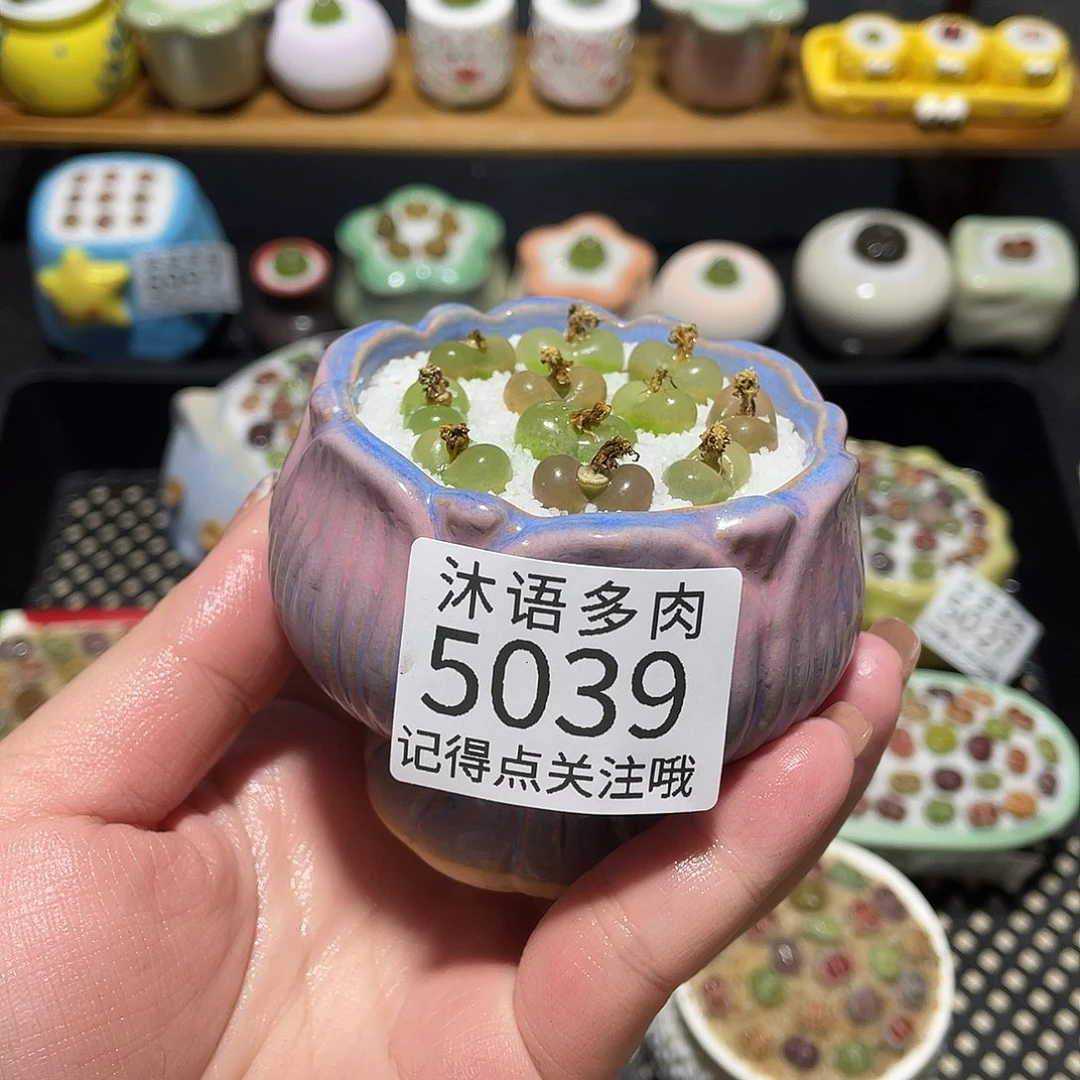 带盆土植物 一物一拍5039