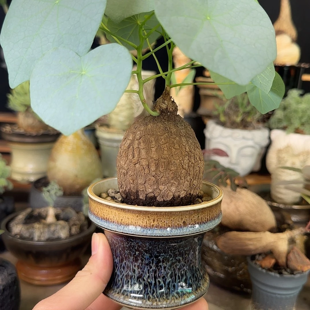 一物一拍老家龙甲龟230