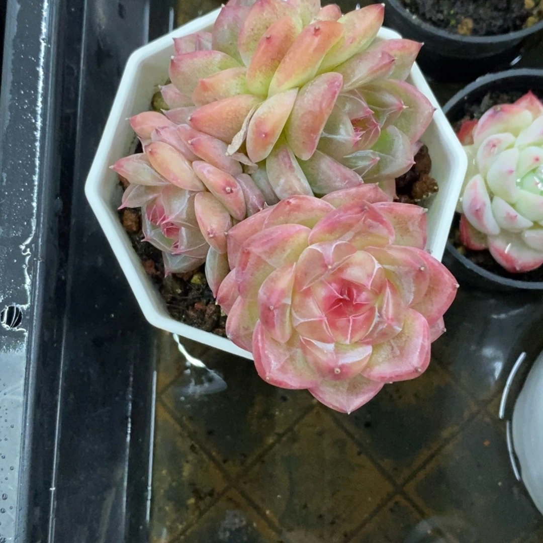 精品多肉一物一拍不包整481