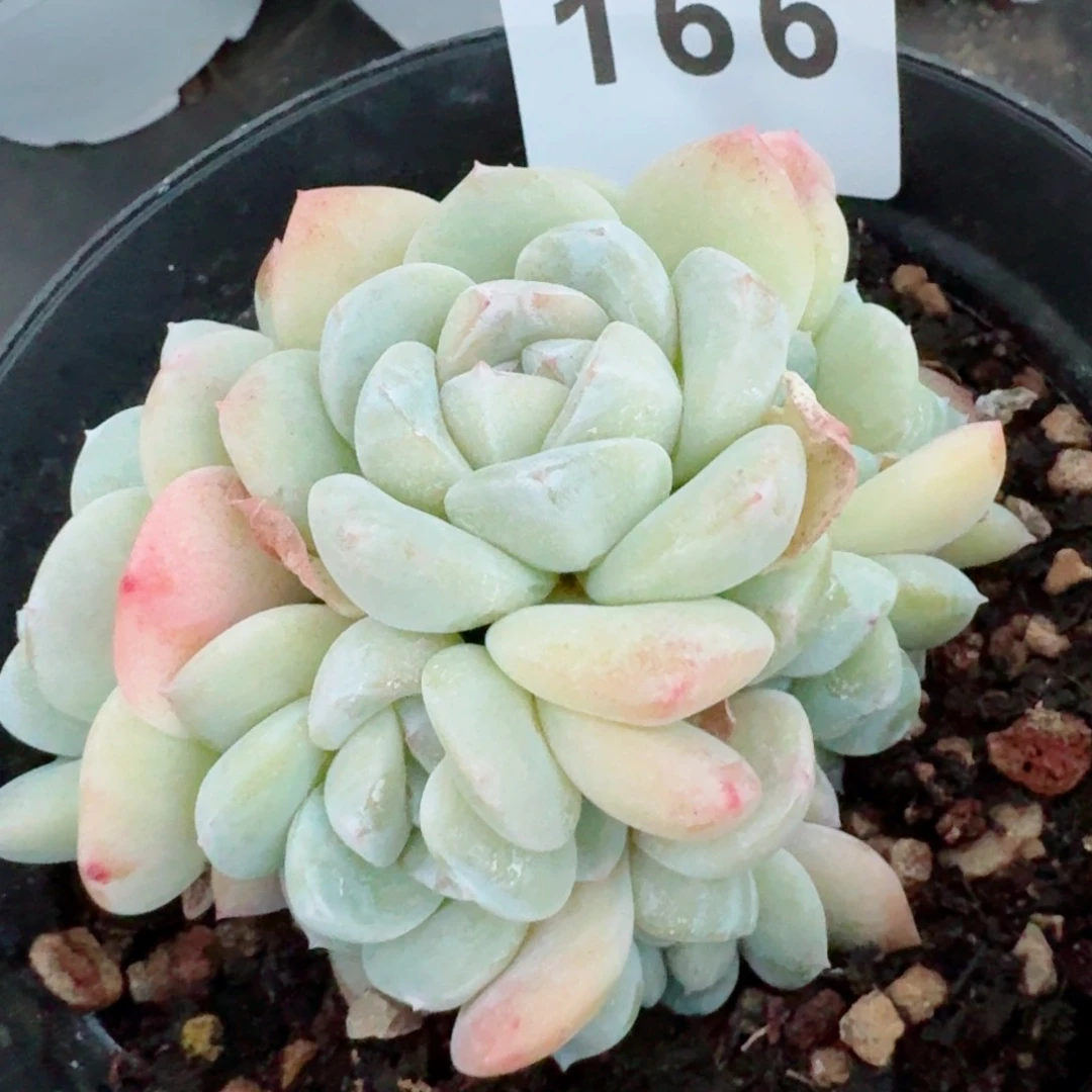 八头冰玉群生整装