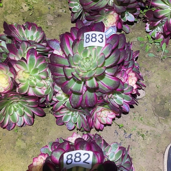 好****吧多肉植物法师883倾城