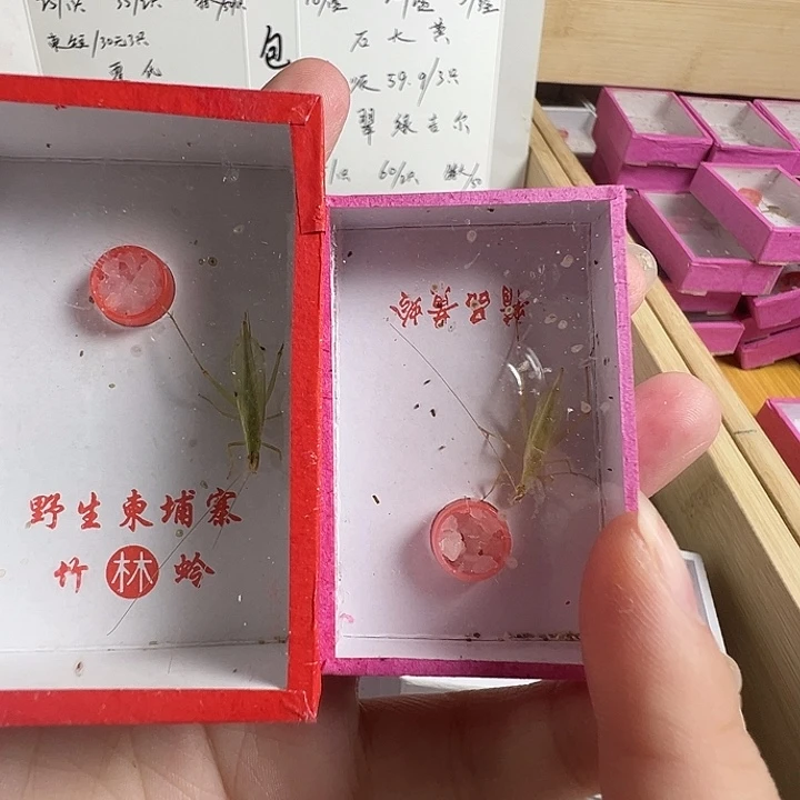 精品野采长须柬埔寨加安徽竹林