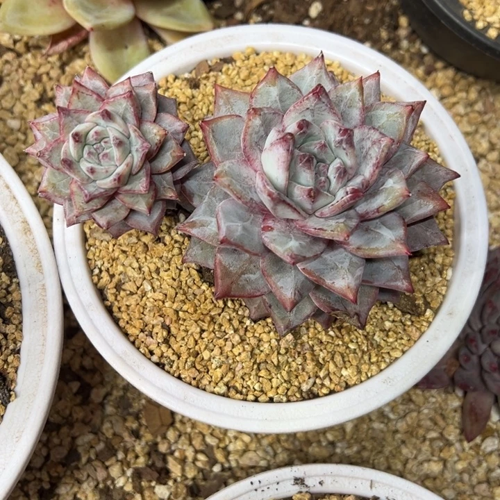 粉蓝鸟 飘枝 夏鸣园艺