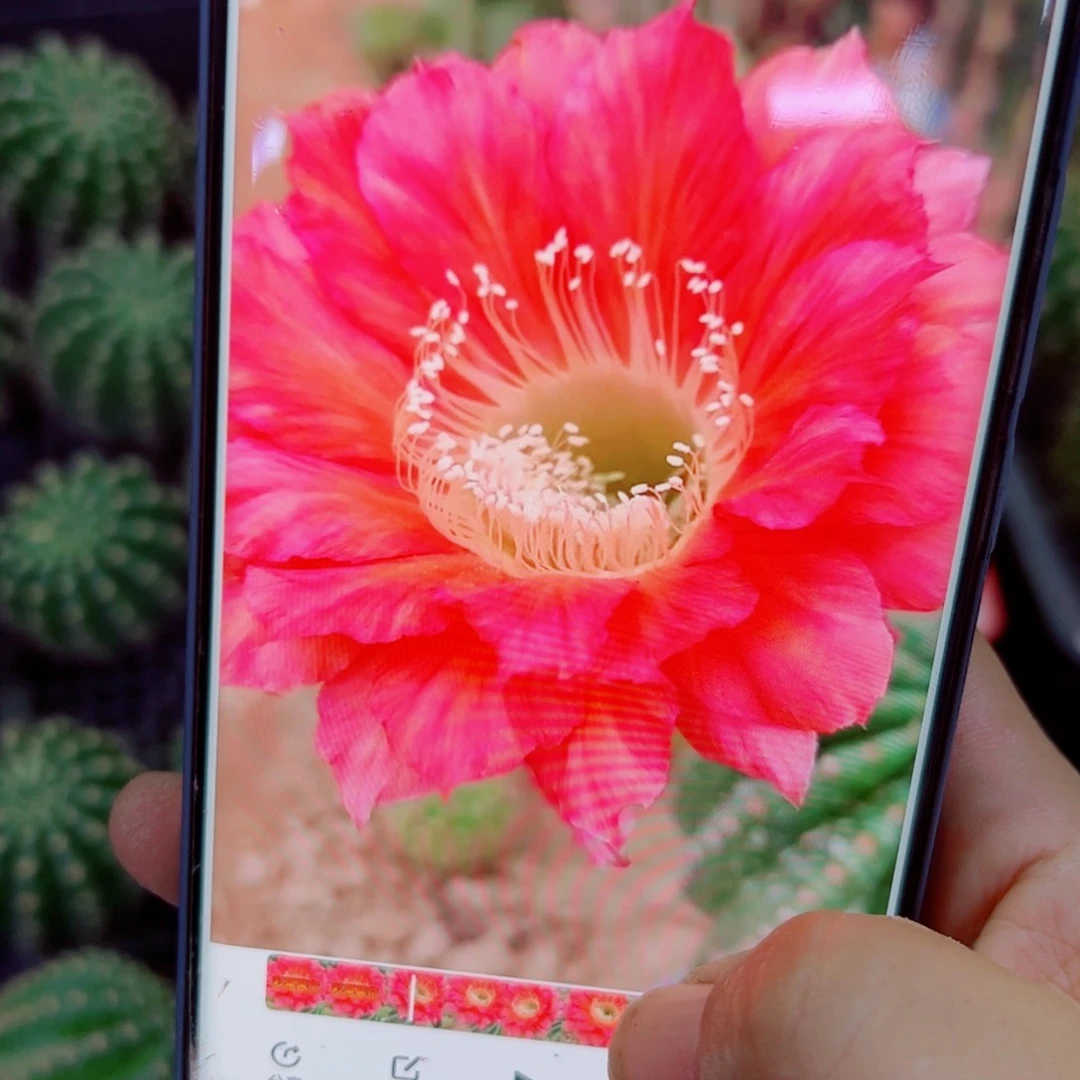 下46彩草莫奈歪无根侧芽4公分左右20包邮