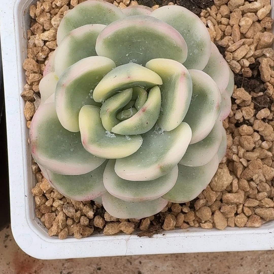 友谊锦一物一拍好看