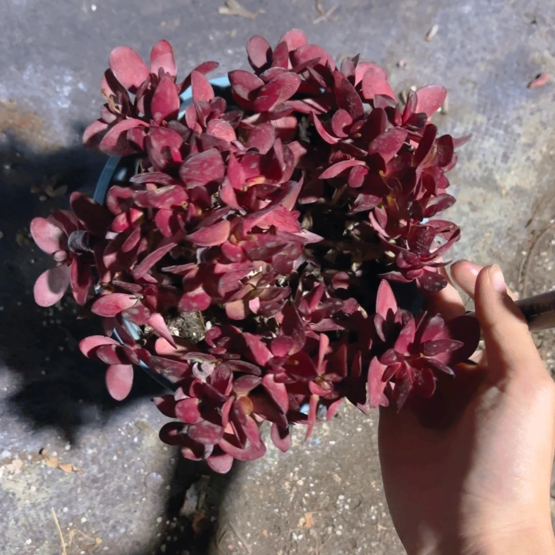 紫蝶福利15缺水新疆包邮