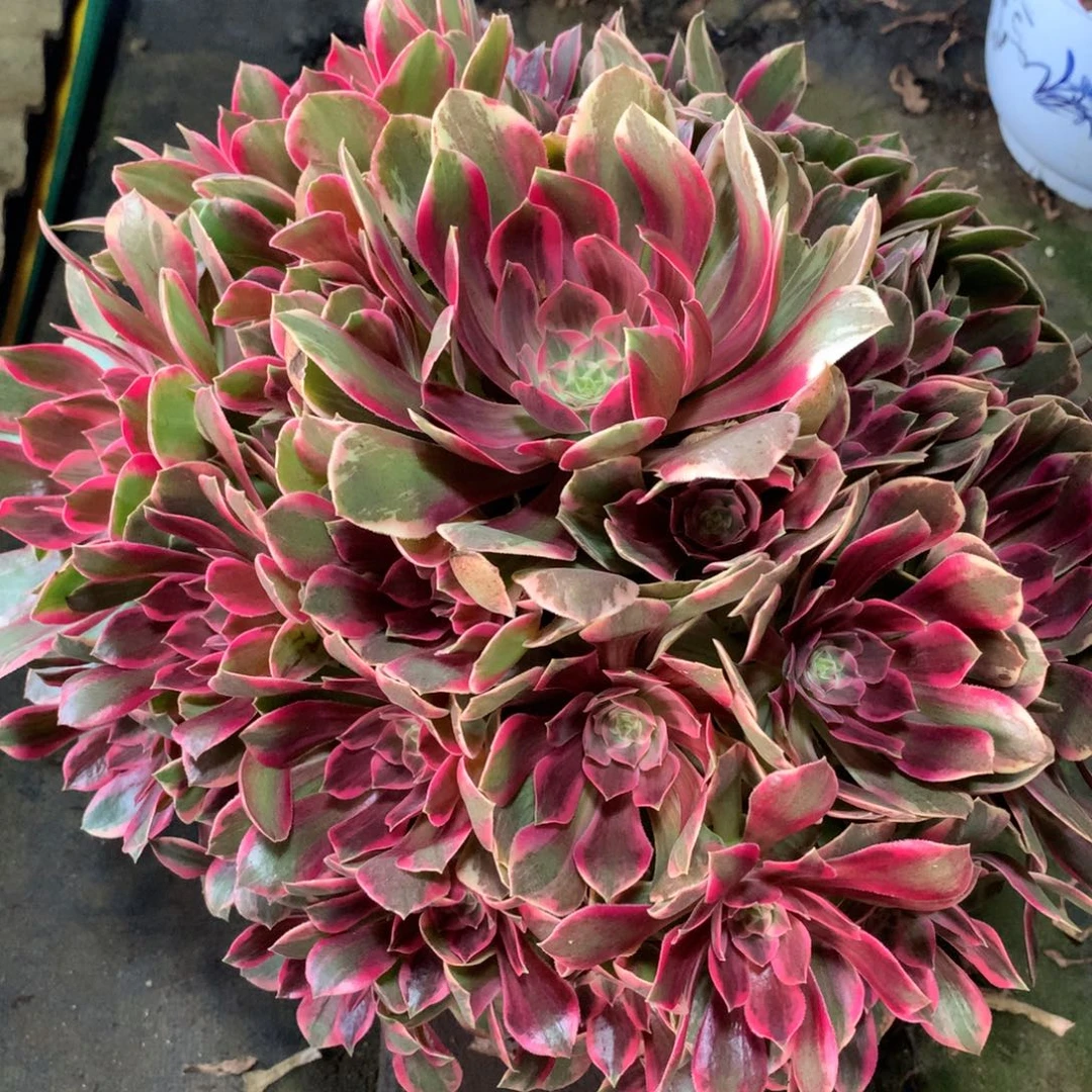 福利浣纱，多肉植物