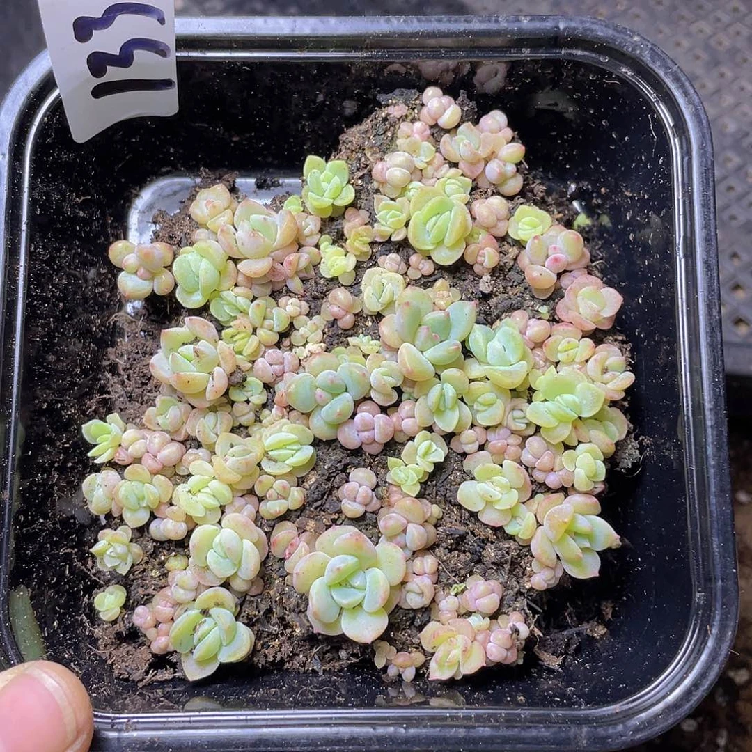 哈*多肉植物多肉植物133