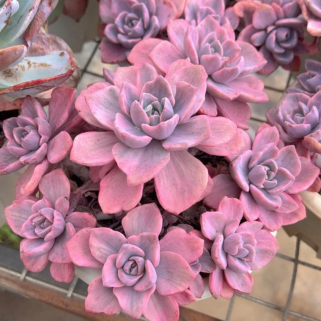 理查德夫人多头造型精品