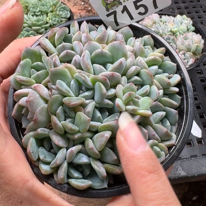 多肉植物多肉植物
