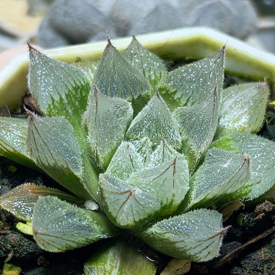 恭喜发财大吉大利672