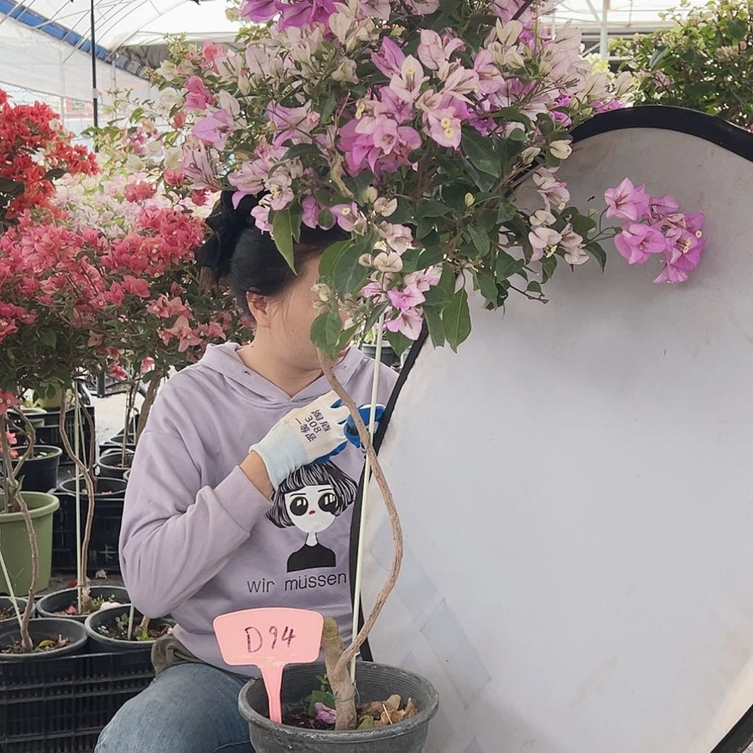 小****大部分花苞少量开放D94雪紫