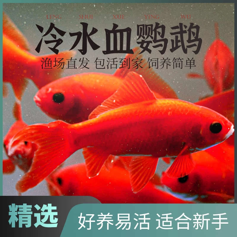 冷水血鹦鹉招财小金鱼苗红草金冷水鱼好养耐活观赏鱼锦鲤活鱼