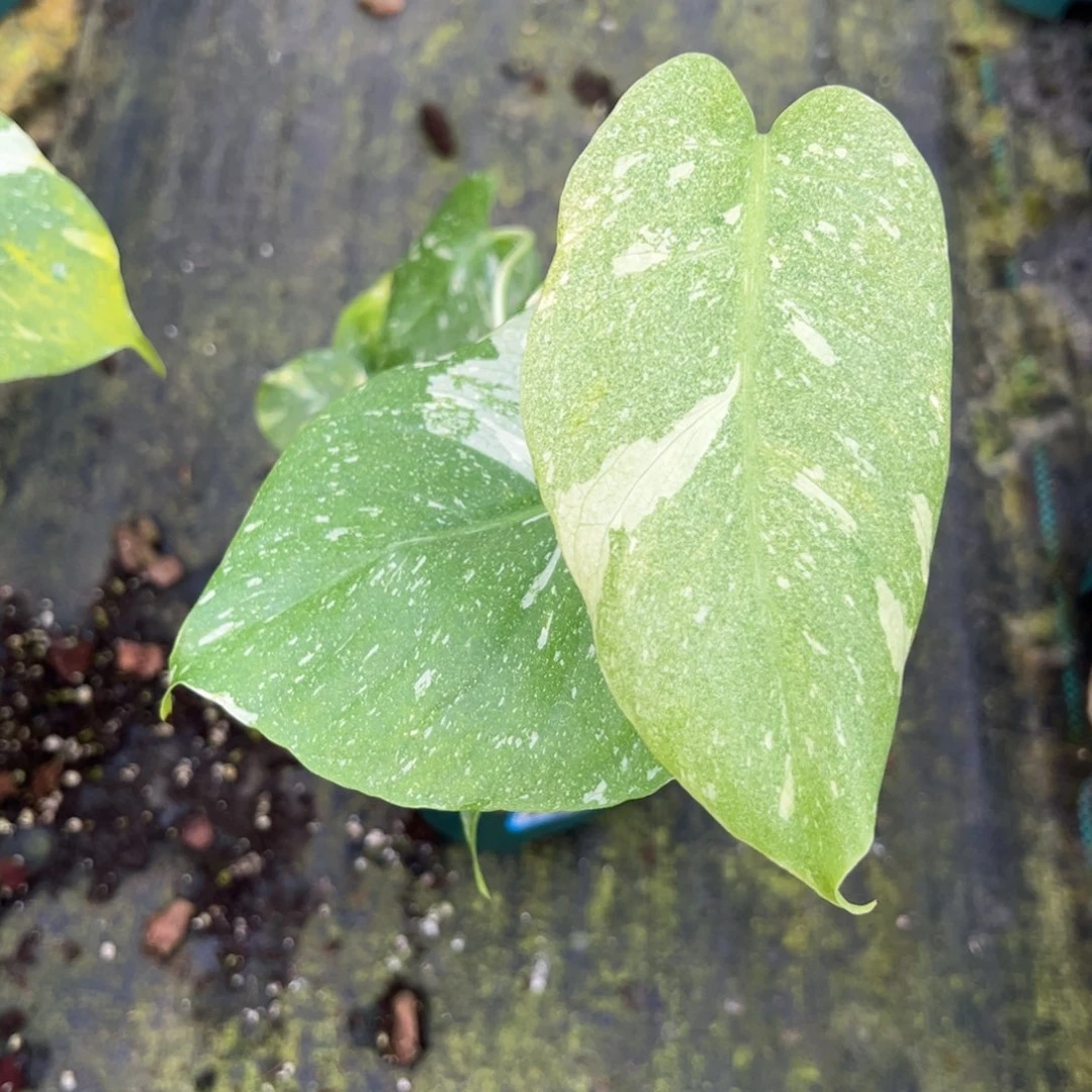 懒***羊完全开放9657洒金龟背竹