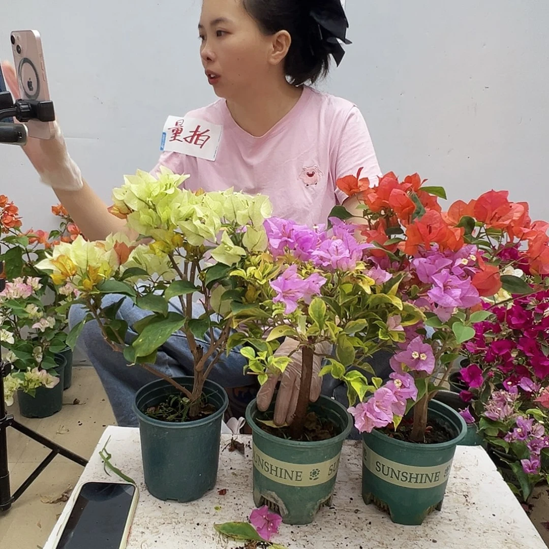 大部分花苞少量开放浅彩虹，金边粉可爱，绿叶夕阳红组合