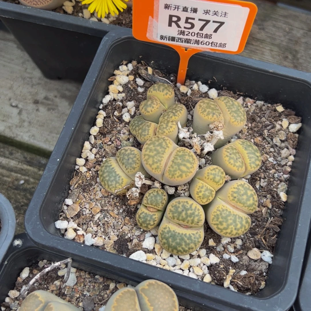 577 一物一拍，默认有伤，介意勿拍，不退不换