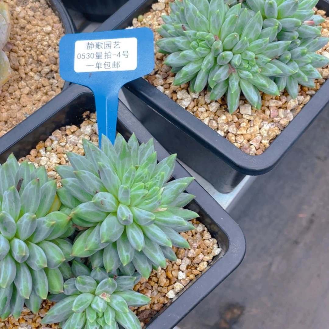 0530-4-大群青花瓷一颗