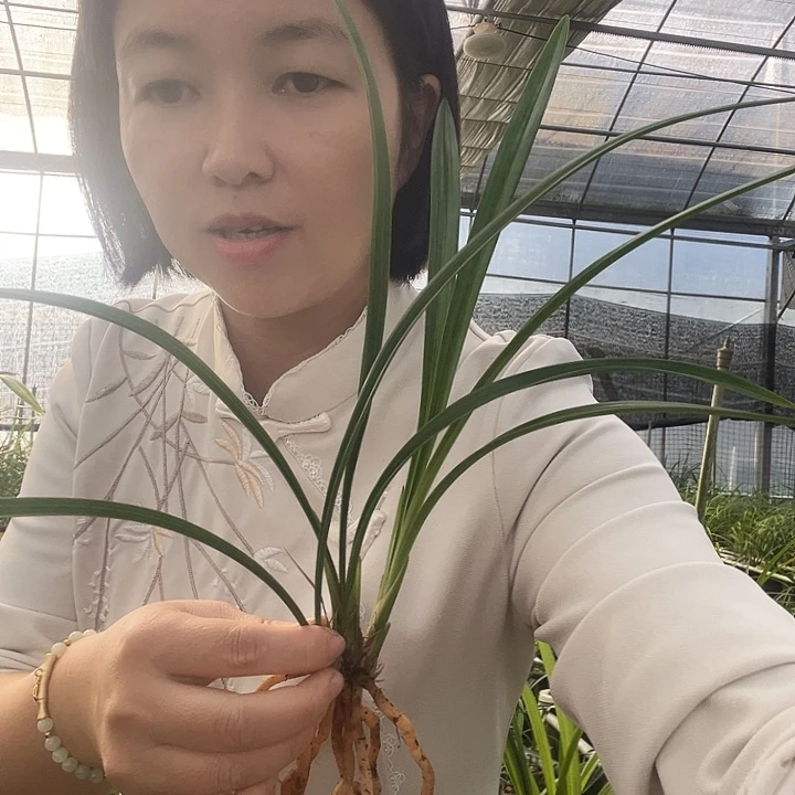 完全开放大唐宫粉