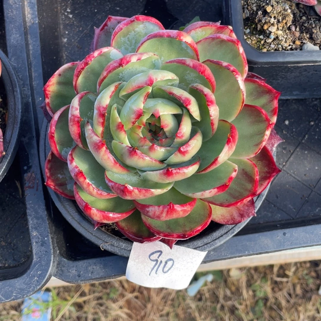 惊鸿仙子冠服16左右