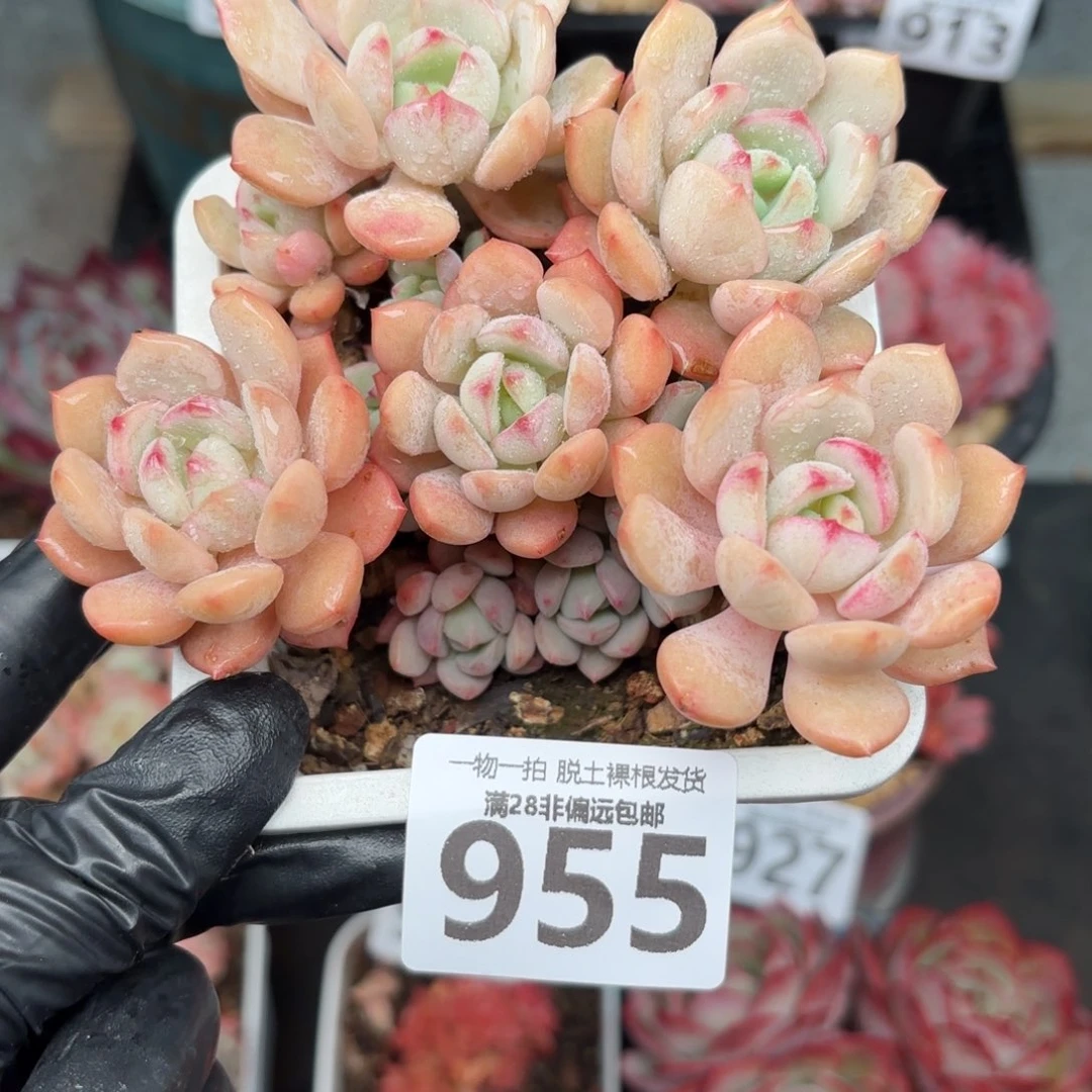 蜜桃格林无盆土发货